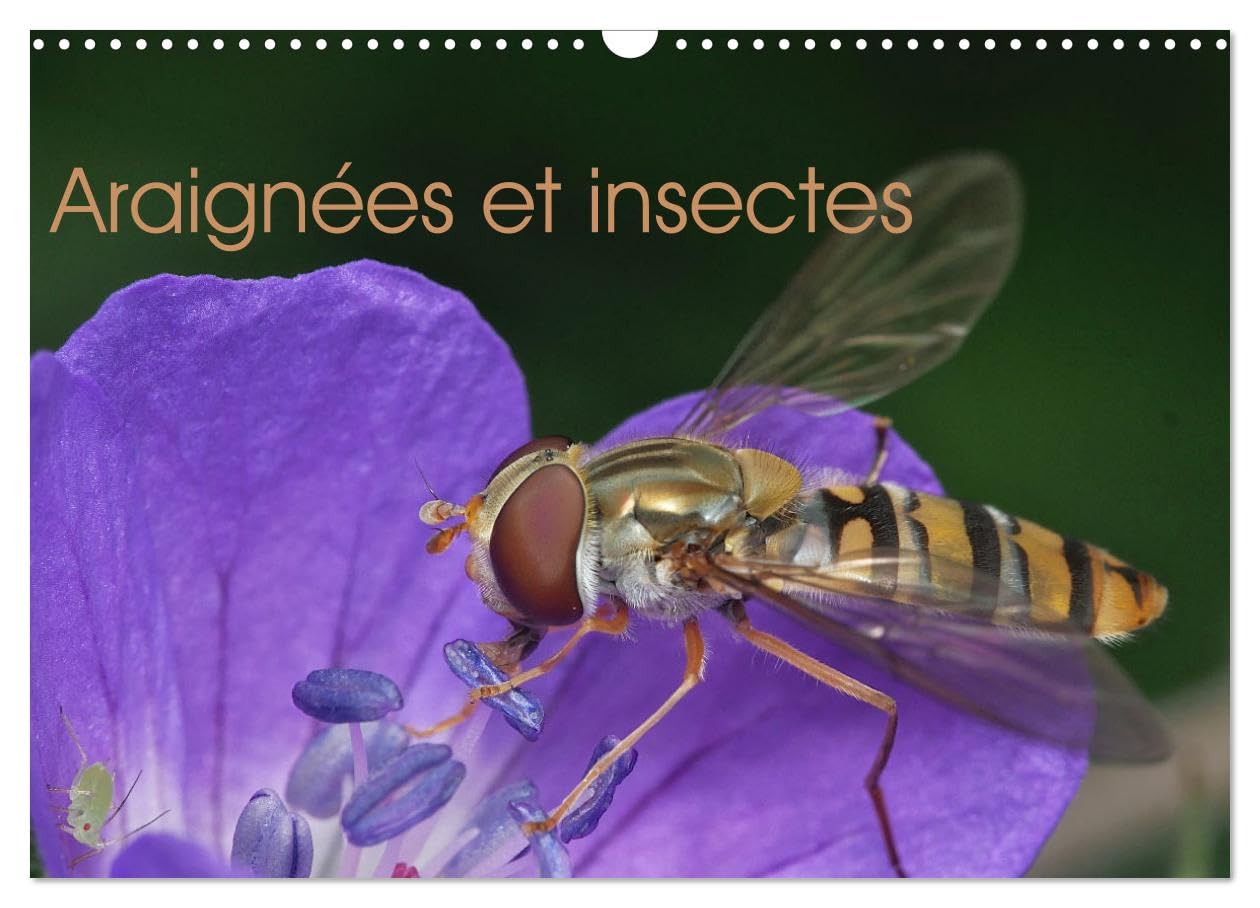 Araignées et insectes (Calendrier mural 2026 DIN A3 vertical), CALVENDO calendrier mensuel: Un calendrier sur les araignées et les insectes qui nous entourent.