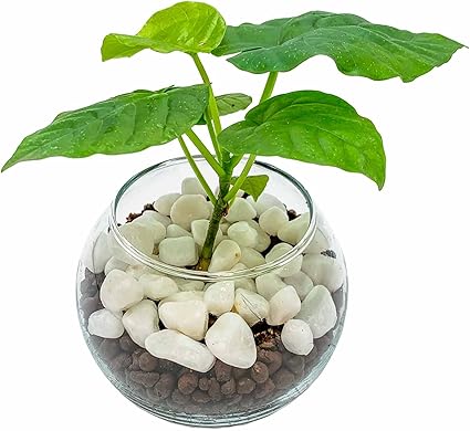 Amazon ウンベラータ 観葉植物 本物 ハイドロカルチャー ミニ 室内 水耕栽培 初心者も始めやすい 虫がわきにい 観葉植物 オンライン通販