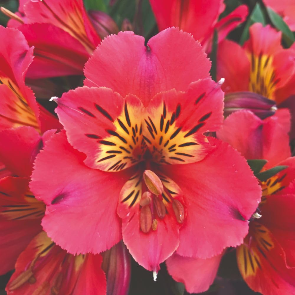 Alstroemeria Malaga Valley Plant 2 Litre Pot x 1 - Vibrant Pink Flowers for Patio & Borders, Long Flowering & Attracts Pollinators - Thompson & Morgan
