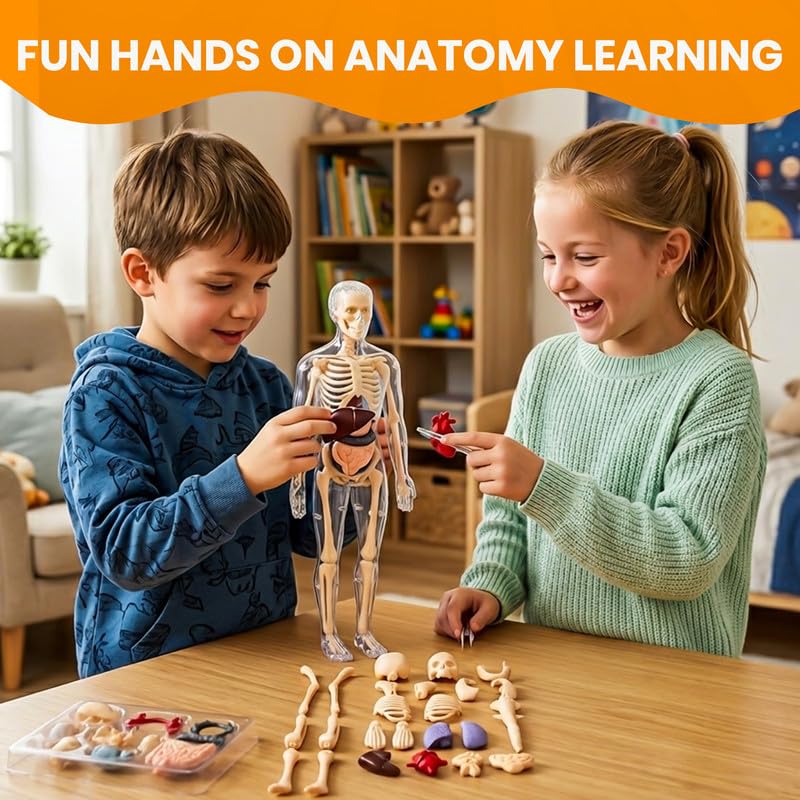 NHR Interactive Human Body Model for Kids 5-12 Years | 29 Pieces Anatomy Kit with Dynamic Body Parts | Birthday Gift | STEM Educational Learning Science Toys & Kits for 5,6,7,8,9,10,11,12 Years 2