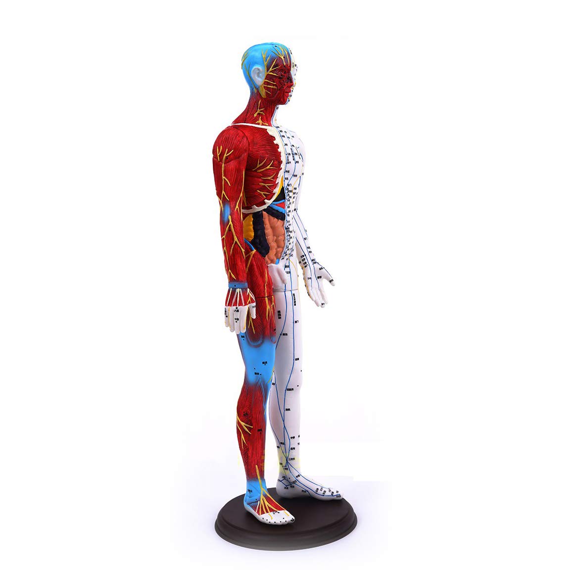 Sjdopulse Men's Human Acupuncture Model - 60Cm Human Muscle Skeleton Anatomical Model - Medical Human Acupuncture Anatomical Model With Acupuncture Points