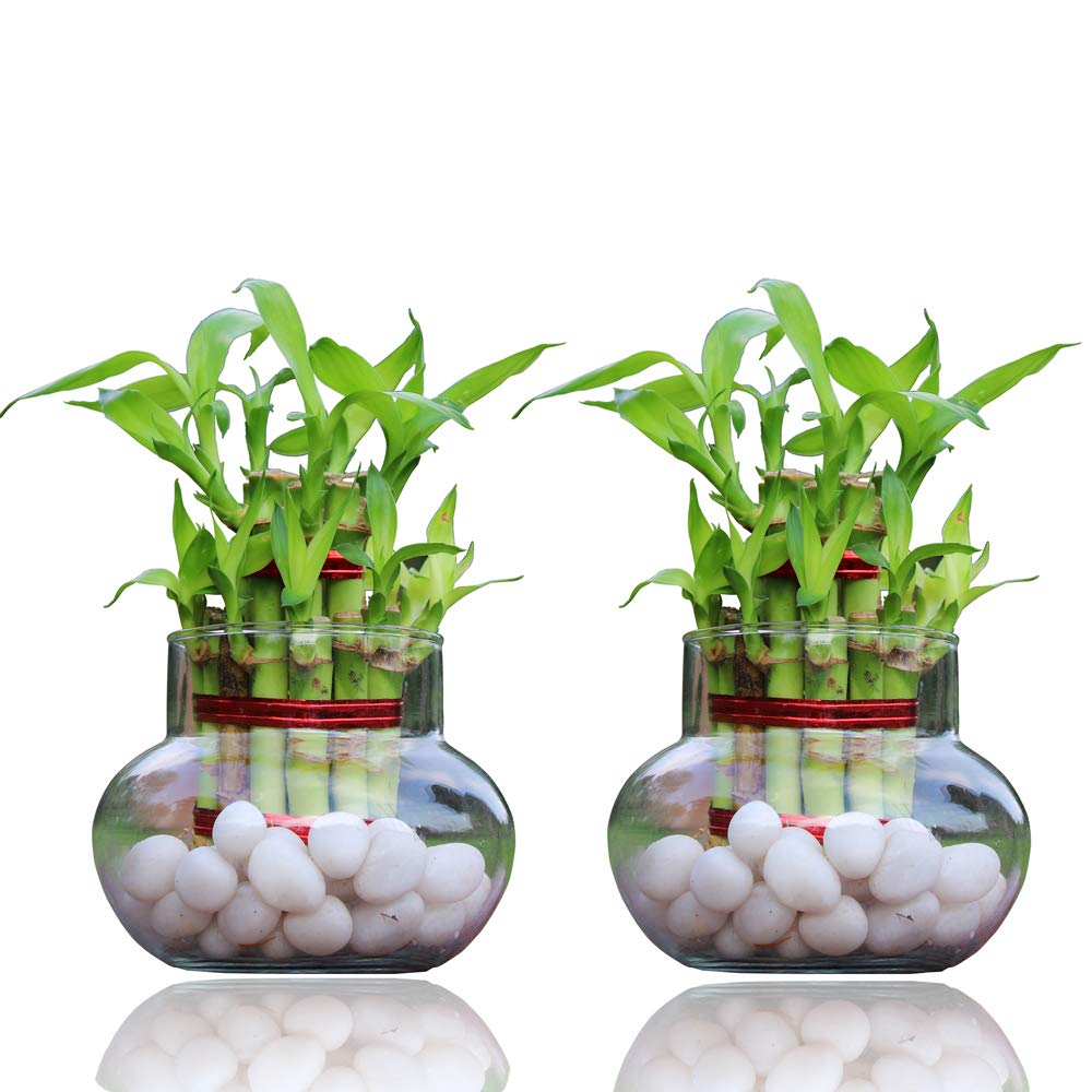 Green Fills Combo Lucky Bamboo Plant in Glass Vase with White Pebbbles (B092J1BY9W) Amazon Price History, Amazon Price Tracker