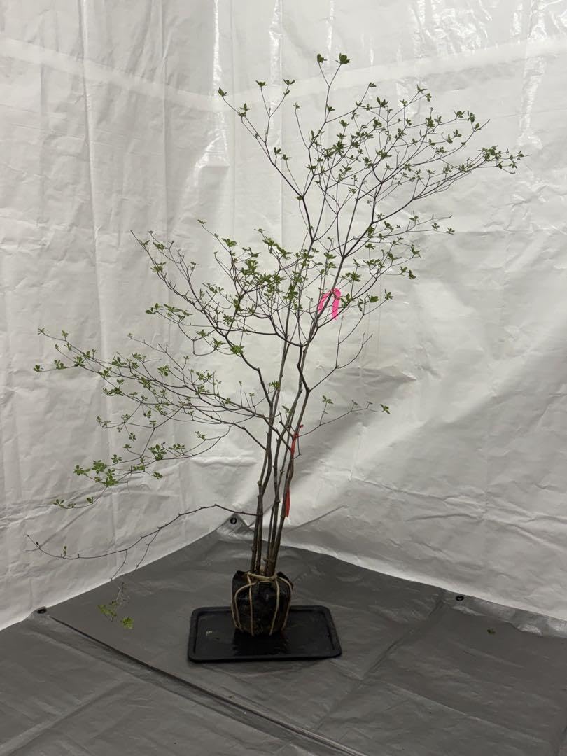 Amazon.co.jp: 山採りアブラツツジ 油4 H130cm W100cm : 食品・飲料・お酒