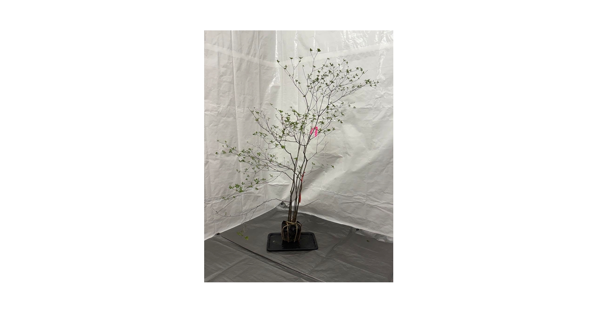 Amazon.co.jp: 山採りアブラツツジ 油4 H130cm W100cm : 食品・飲料・お酒 Amazon.co.jp: 山採りアブラツツジ 油4 H130cm W100cm : 食品・飲料・お酒