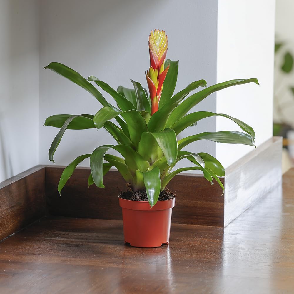 Yougarden Yellow, Green Vriesea 'Electric', Yellow Bromeliad Houseplant, 9Cm Pot, Tropical Indoor Colour