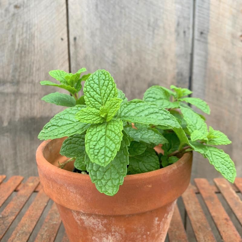 Miniatura 4 de Mojito Mint Plant Live, maceta de 4 inc, hierba bien enraizada para plantar