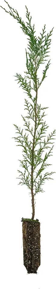 Port Orford Cedar Seedling — Medium