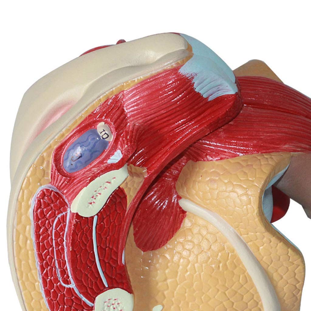 Model Żeński Układ Reprodukcyjny - Materiał PVC, Model Narządów Ludzkich, Model Anatomii - Do Celów Badań, Prezentacja, Lekcje, Model Medyczny