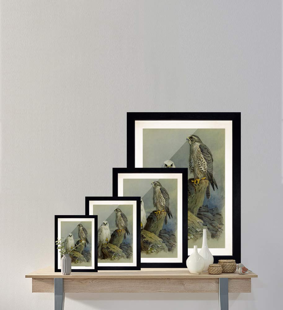 Bilderdepot24 Bild mit Rahmen - Archibald Thorburn Falken 40x60 cm ca. A2 - Gerahmter Kunstdruck inkl. Galerie Passepartout Alte Meister - Rahmen buche
