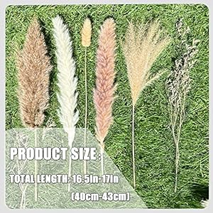  100Pcs-Pampas-Grass-Boho-Home-Decor-17-inch-Natural-Dried-Flowers-Pampas-Grass-Contains-Bunny-Tails-White-Pampas-Brown-PampasBoho-Decor-for-Farmhouse-Wedding-Boho-Wall-Bathroom-Office-Kitchen