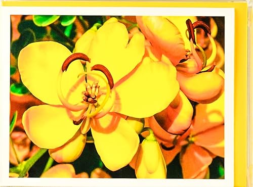 Miniatura 7 de Blooming Flowers - Tarjetas fotográficas pesadas y suaves, 8 con 10 sobres de colores, juego en caja (4.25 x 5.50 pulgadas) en blanco en el