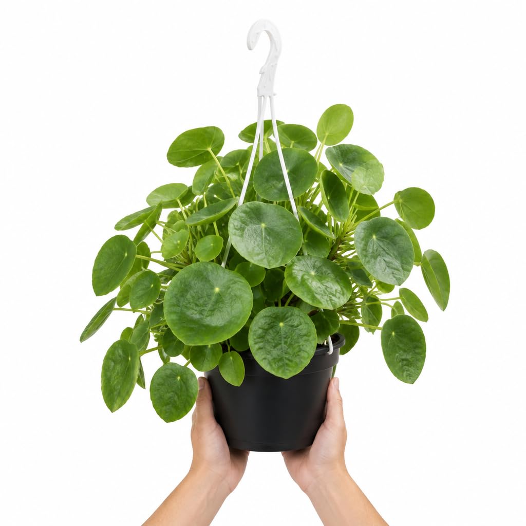 Pilea Peperomioides Maceta 20 cm y Altura 30-35 cm Planta Natural DECOALIVE