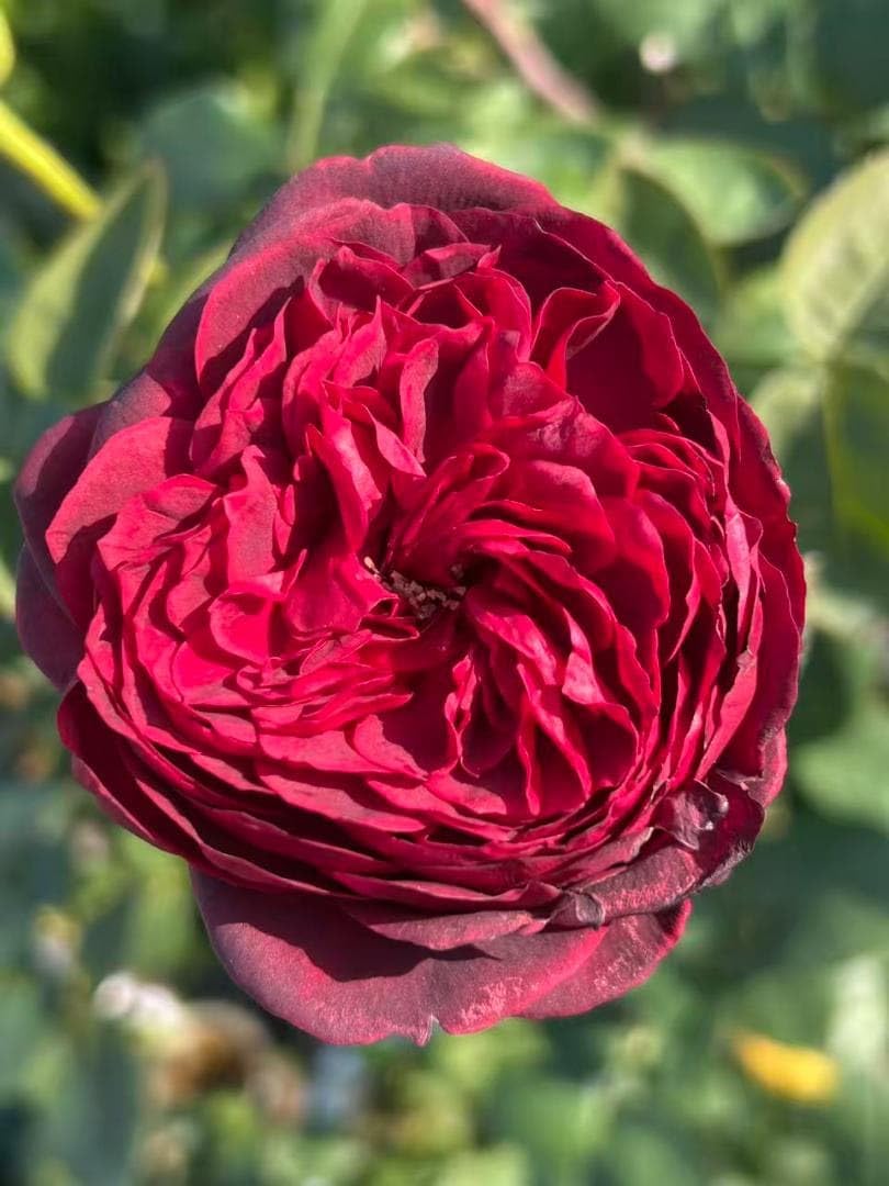 バラ苗 希少 切花品種　 四季咲き 豪華 薔薇苗 Amazon.co.jp: 四季咲き バラ苗 有名品種DA切花 挿し木苗 黑?色 花持ち
