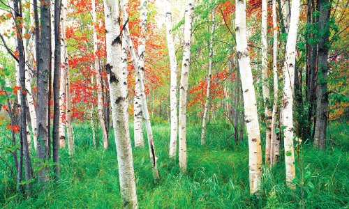 Decorative Wall Art Scenic Canvas Murals Buy Online In Gibraltar At Desertcart