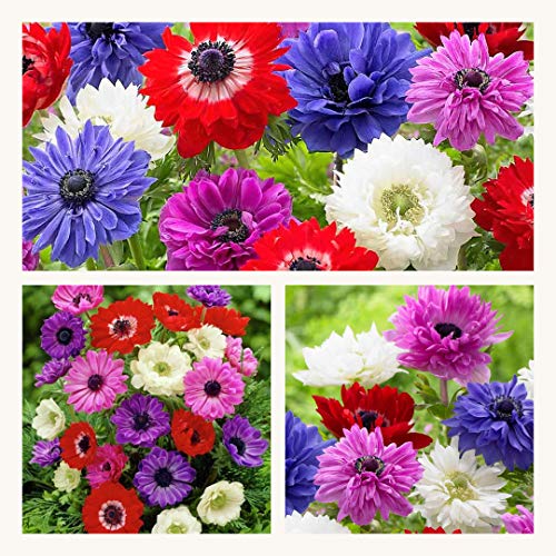 Anemone St Brigid x 50 Flower Bulbs/Corms. Pretty Mixed Flowers. Size 5/6