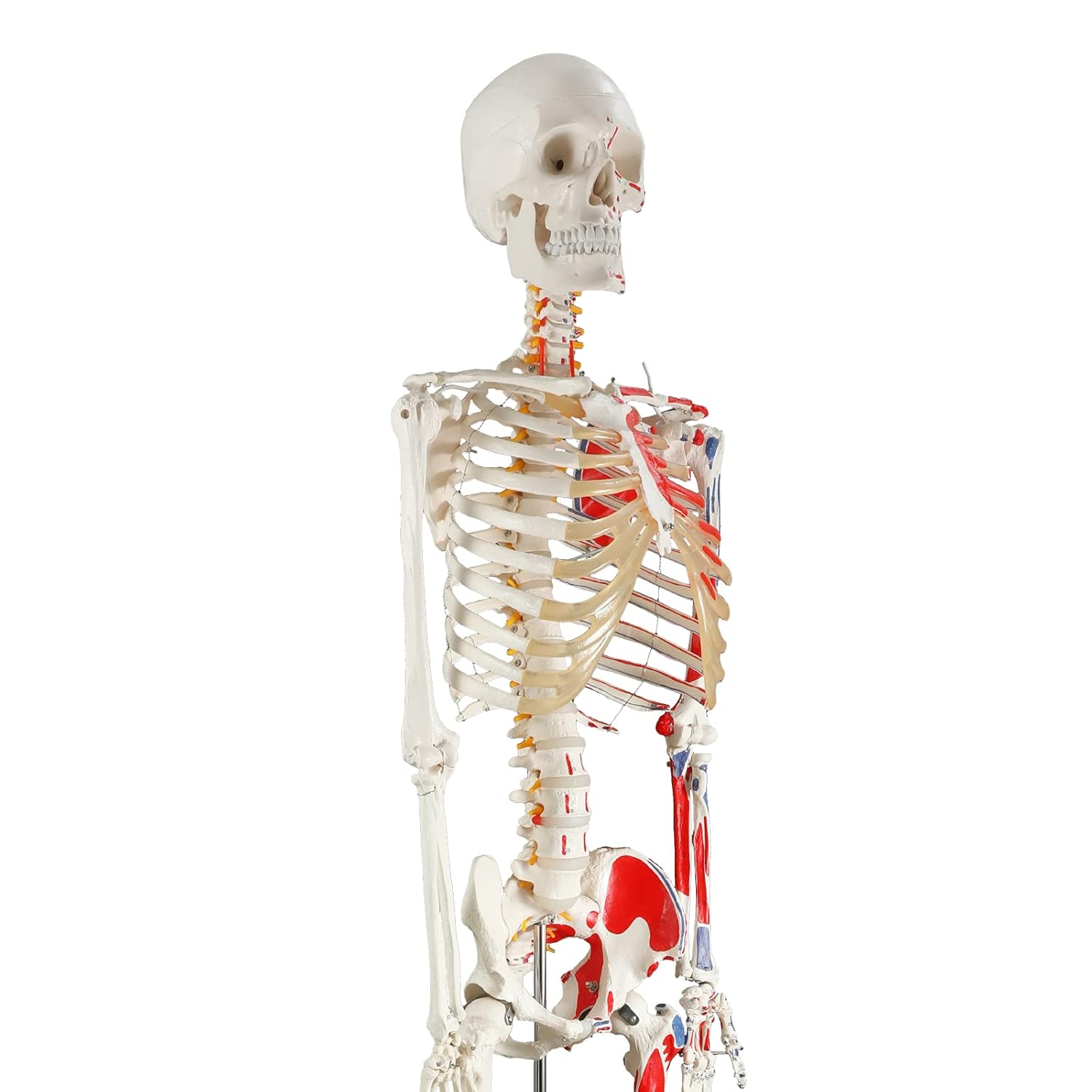 breesky 70.8 inches human skeleton model for anatomy - life size medical human skeleton model with numbered & painted muscle origin and insertion points rolling stand 70.8 inches with muscles
