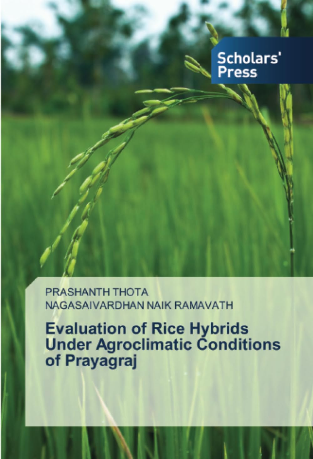 Evaluation of Rice Hybrids Under Agroclimatic Conditions of Prayagraj
