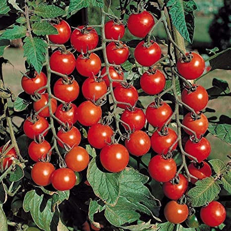 Ritz Farming� Imported vegetable Cherry Tomato F1 Hybrid seeds For YourGarden and home gardening (Pack Of 70-80 Seeds) (B0BNQ4SWMZ) Amazon Price History, Amazon Price Tracker