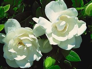 Live Plant - August Beauty Gardenia - Live Plant - 2 Gallon Pot