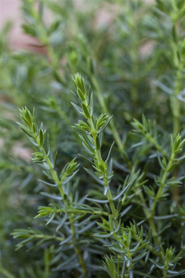 Gemeiner Wacholder Juniperus communis Arnold 60-80 cm winterhart
