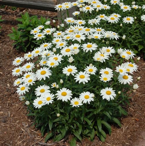 Votaniki Leucanthemum x Superbum ‘Snowcap’ (Shasta Daisy) - Perennials, White Snowcap Shasta Daisy Plants 2 Inch Pot | Summer Flowers, Easy to Grow & Low Maintenance (1 Pack)
