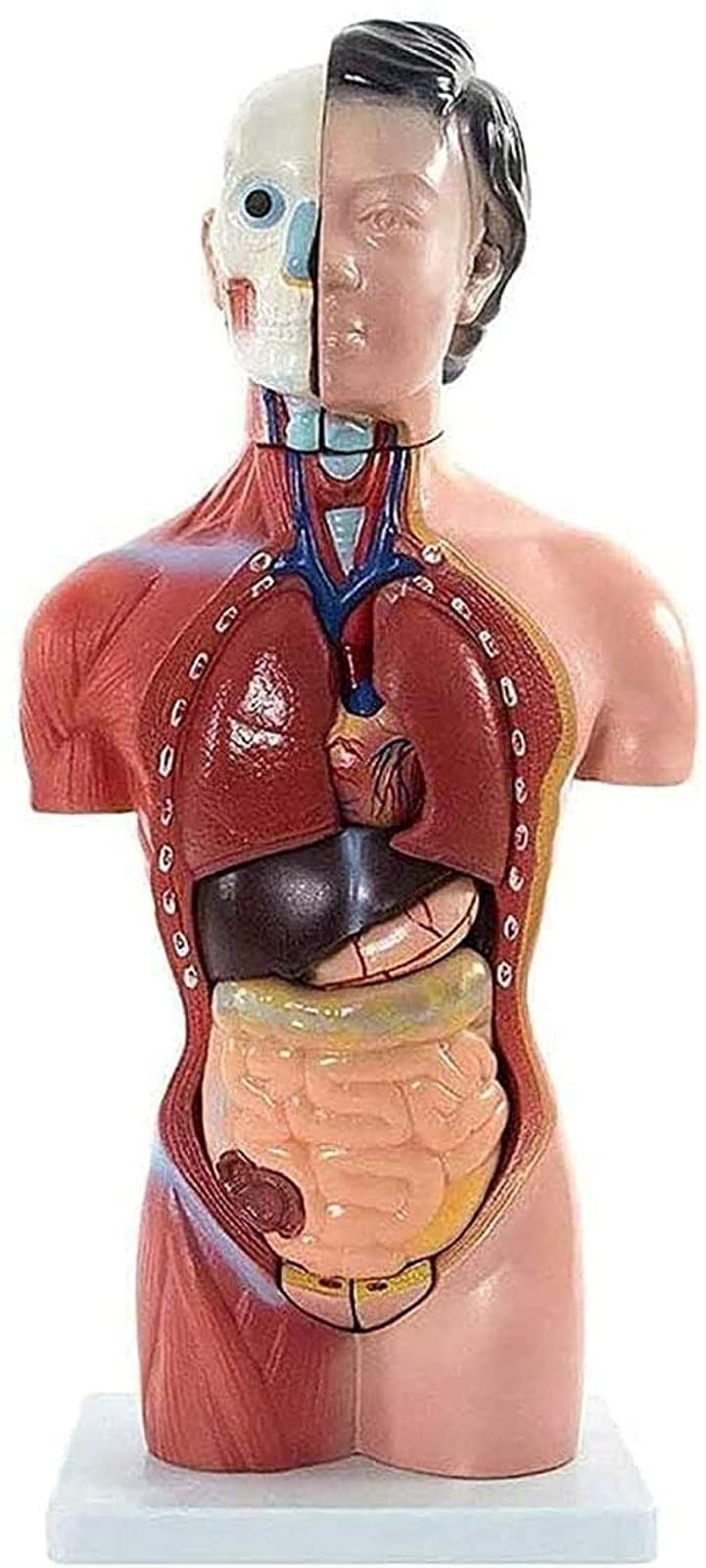 Model tętniczy człowieka, model anatomii anatomicznej człowieka, materiał z żywicy syntetycznej anatomiczna anatomia medyczne materiały dydaktyczne sprzęt