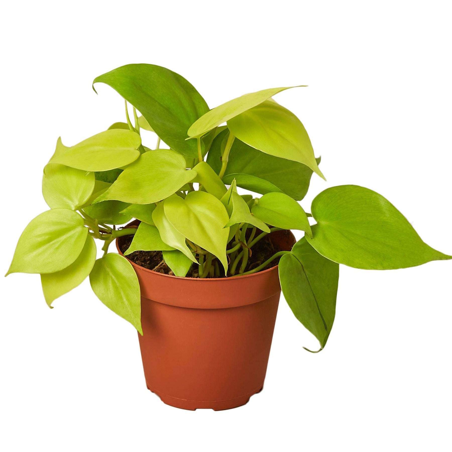 Philodendron Cordatum Neon Thirsty Leaves