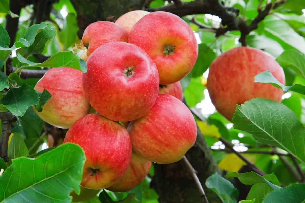 Live Fruit Plant- KASMIR APPLE Grafted plant - All India Weather Grafted Tree - Healthy Fruit Plant for Your Garden PACK OF 1 (KASMIR PLANT) (B0CPMCHK4H) Amazon Price History, Amazon Price Tracker