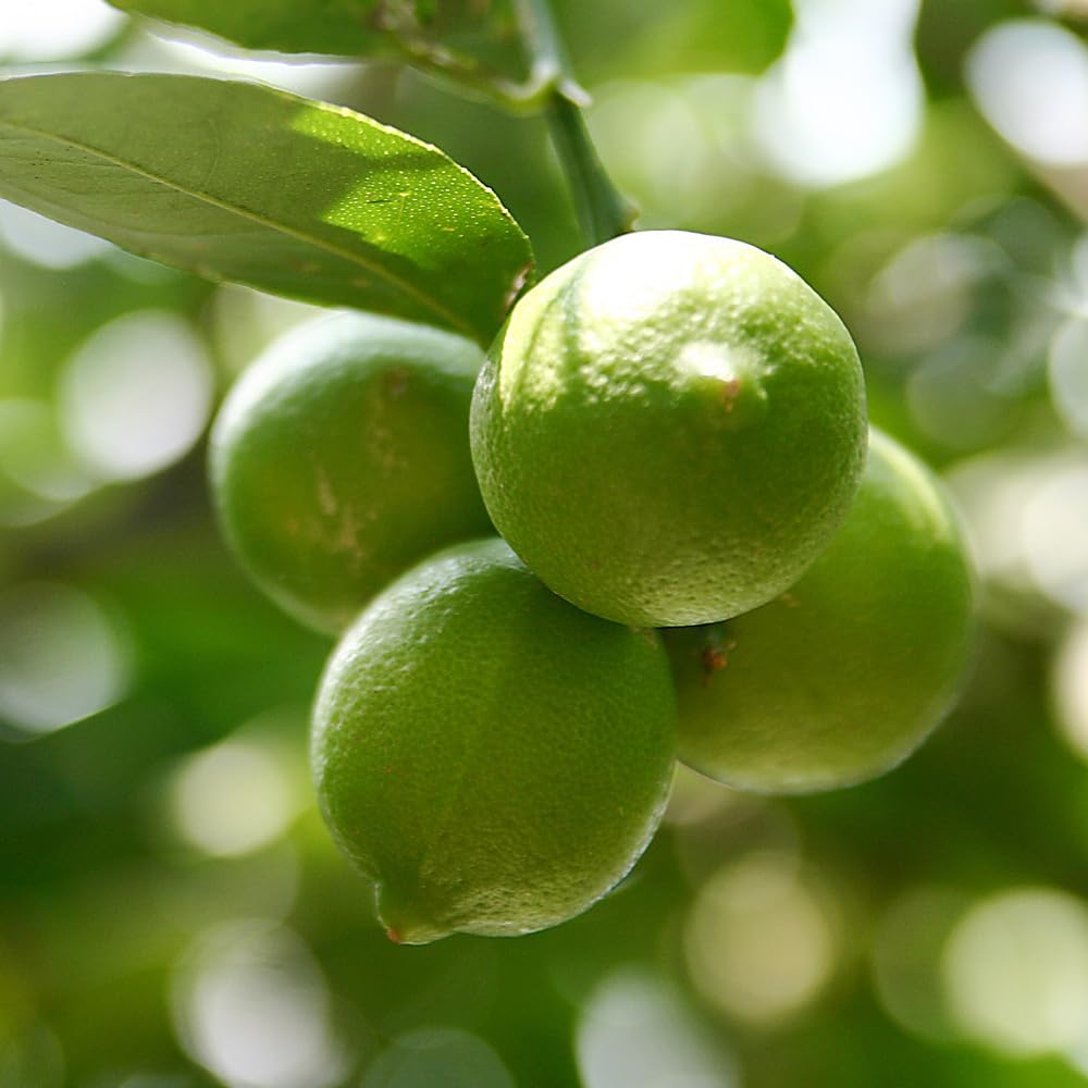 YouGarden Large Citrus Lime Tree in 4 Litre Pot, Supplied Garden Ready to Plant, Grow Your Own