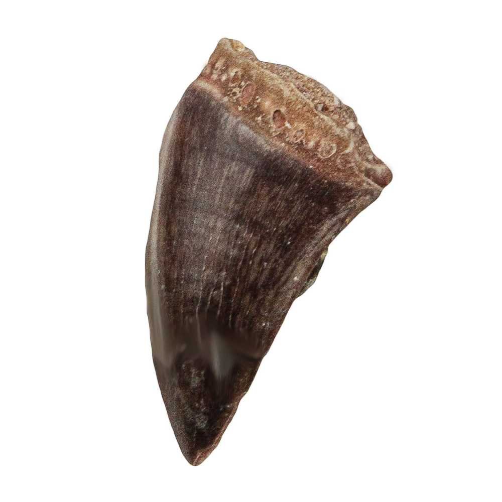 Naturosphère Dent fossile de mosasaure Minéraux fossiles Taille 3-4 cm