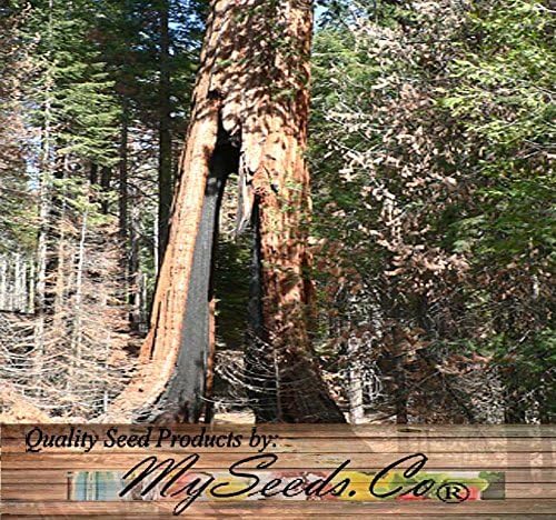 Big Pack - (500) Giant Sequoia, Sequoiadendron giganteum Tree Seeds - aka Bigtree, Sierra Redwood, Wellingtonia, Sierran Redwood - Non-GMO Seeds by MySeeds.Co (Big Pack - Giant Sequoia)