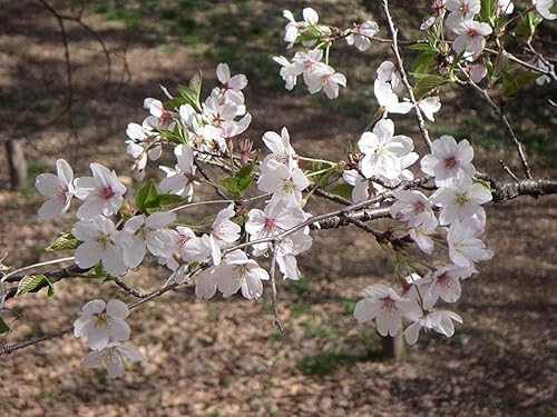 Miniatura 2 de 1-1000 piezas de semillas de cerezo con flores japonesas blancas Hill Prunus Serrulata 0146 (5+ semillas)
