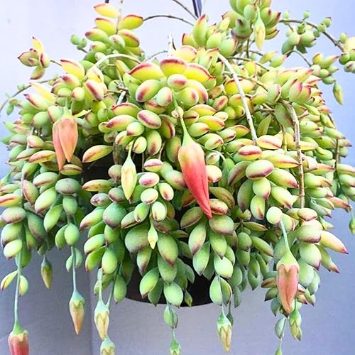 Miniatura 7 de Maceta de cotiledón de 6 pulgadas, planta suculenta viva, planta de casa suculenta para decoración del hogar y la oficina, planta viva rara de