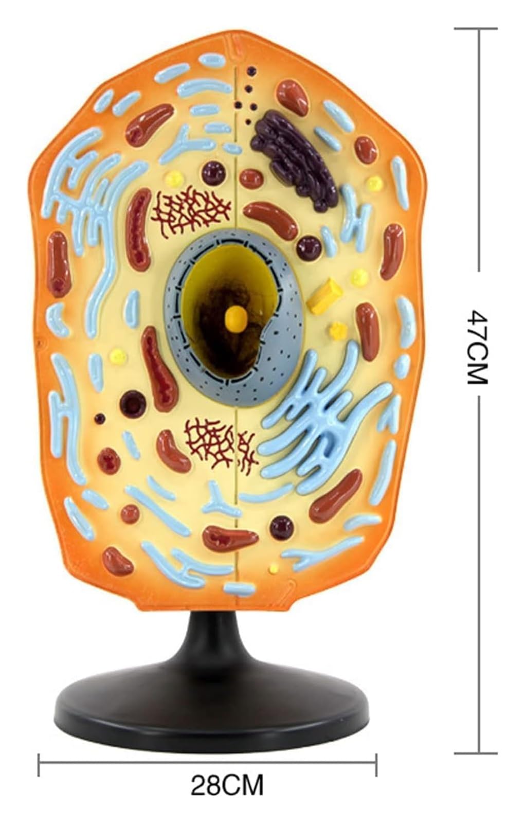 Anatomisches Tierzellmodell-Set, Biologie-Lehrausrüstung for die Oberschule