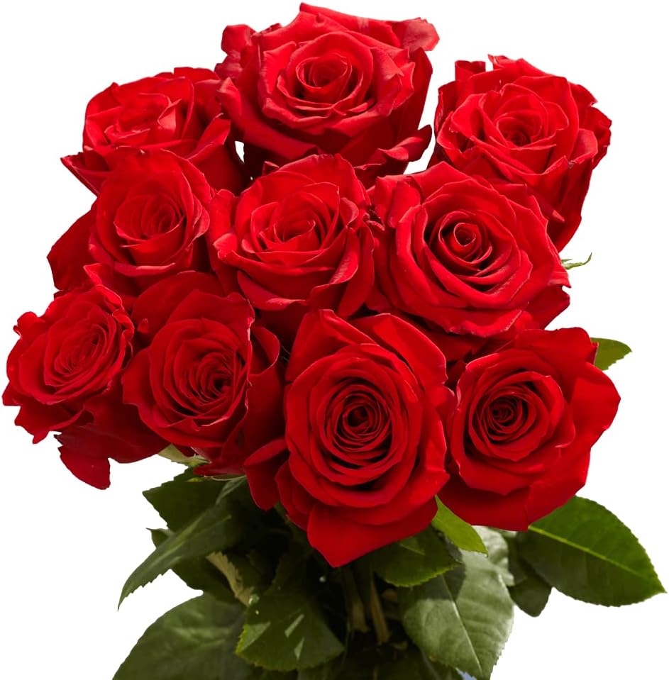 Red Roses 50 Fresh Cut Flowers Beautiful Gift Fresh