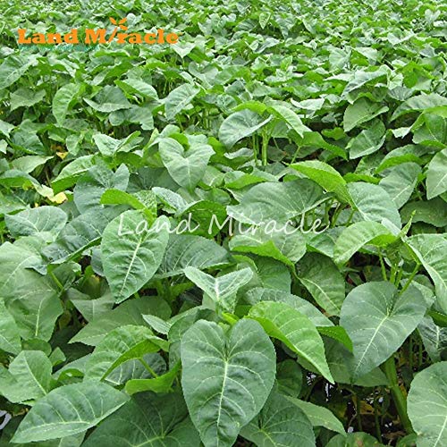 Casavidas Japanische Wasser-Spinat-Samen, 50 Samen, Grossblriger Swamp Cabbage Rare Bio-Gemüsesamen Bonsai Topfpflanze - Image 3