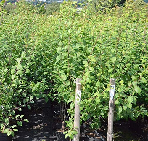 Ontariopflaume Eierpflaume Pflaumenbaum 110-140 cm 10 Liter Unterlage St. Julien A