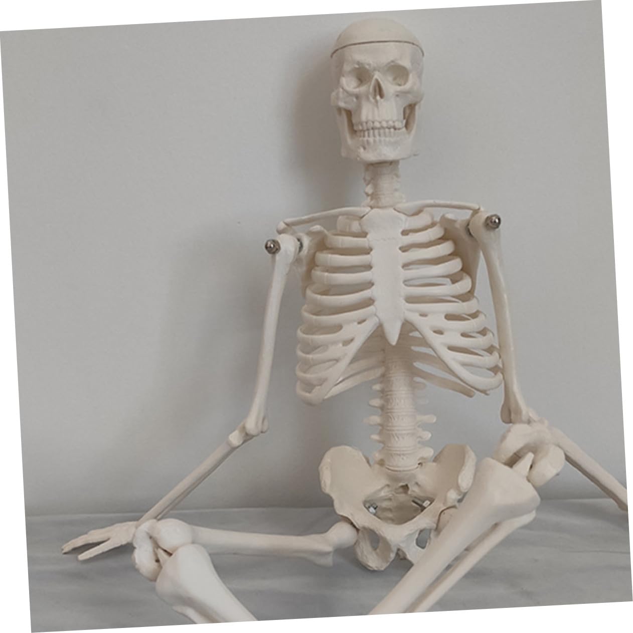 Human Skeleton Modell aus PVC Bewegliche Arme Anatomisches Skelett für Medizinische Lehre Wissenschaftliche Studien und Unterricht Stabiler Stand für Klassenzimmer und Studium