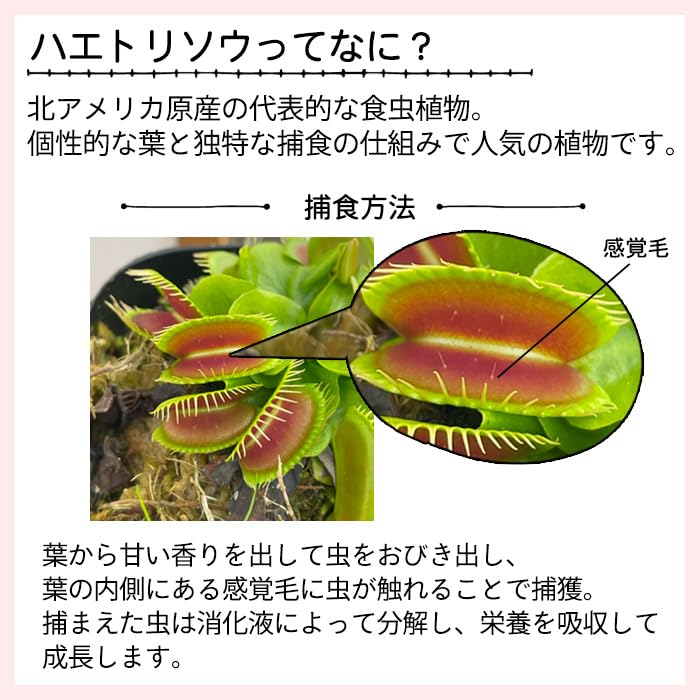 とも　ハエトリソウ　ガガイモ とも ハエトリソウ ガガイモ とも ハエトリソウ ガガイモ 日本花