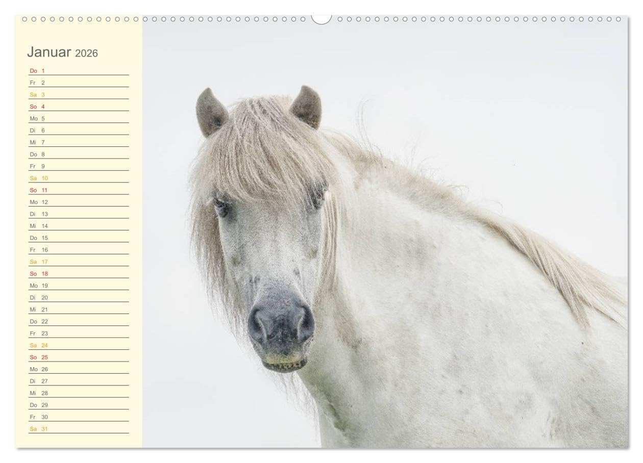 Mit Islandpferden durch das Jahr Geburtstagskalender (Wandkalender 2026 DIN A2 quer), CALVENDO Monatskalender: Islandpferde, Termine, Geburtstage, Events (CALVENDO Tiere)