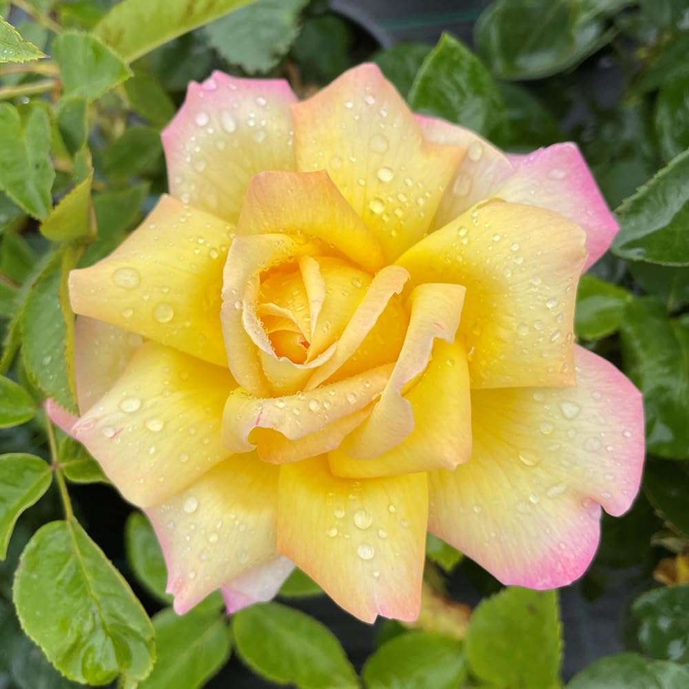 Yougarden Yellow, Pink, Cream Rose 'Peace', Established Plant In 4L Pot, Ready To Plant, For Pots, Beds, And Borders