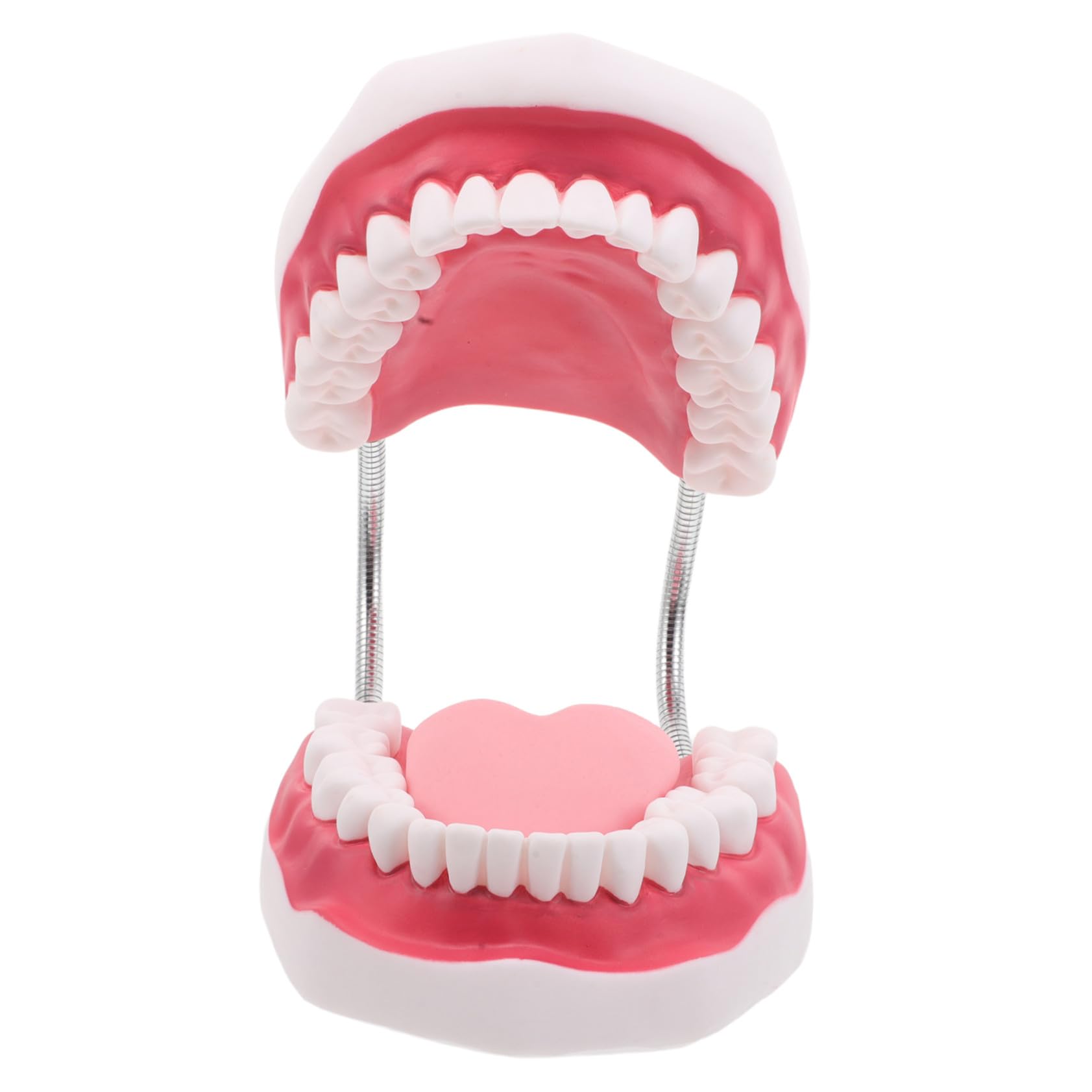 Cabilock Modello di Protesi Dentaria Ortodontica per Studenti Denti e Bocca Finti Realistici per Insegnamento Strumento di Intaglio Didattico con Mascella Superiore e Inferiore Gengive e Li