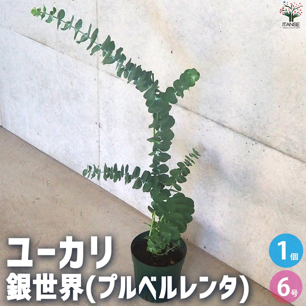 Amazon｜ITANSE ユーカリ 銀世界(プルベルレンタ) 6号鉢【花木