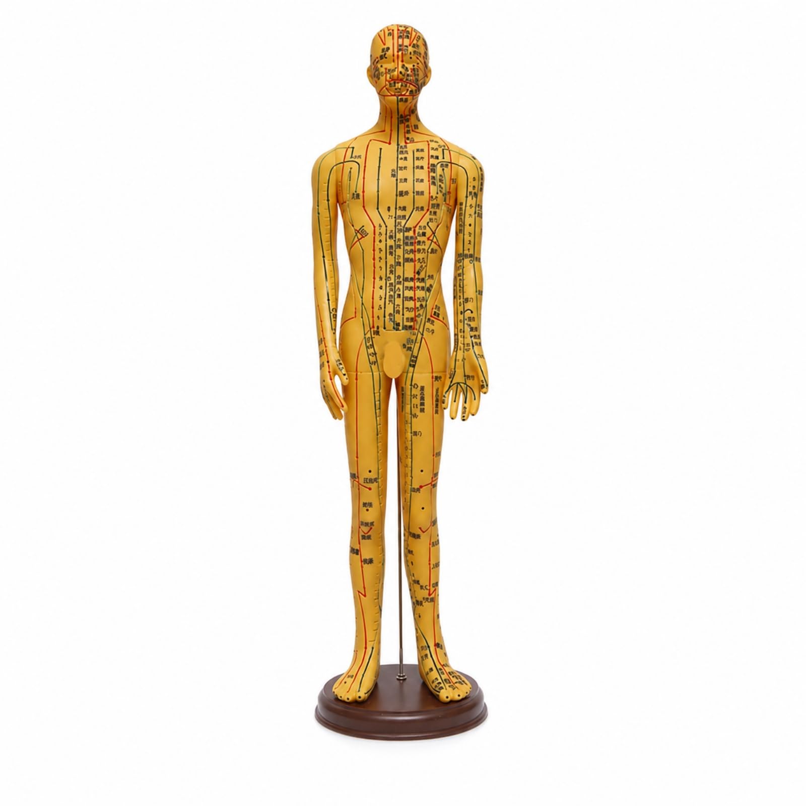 Modello di Meridiani e Agopunti Preciso Modello di Agopuntura Maschile Alta Definizione Manichino da Agopuntura con Base per Insegnanti , Color Rame , 62 Cm