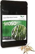 10 g Giant Bamboo Seeds Approx. 350 Pieces - Phyllostachys Pubescens Moso "The King of Bamboo"