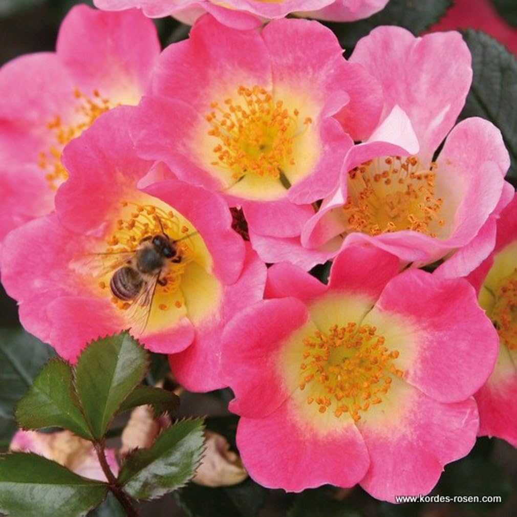 2 x Rosier - Rosa 'Topolina' pot 25-30 cm - Le rosier couvre-sol peu exigeant avec des fleurs Rosier vif