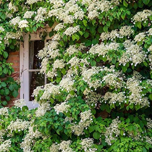Hydrangea petiolaris - How to grow & care