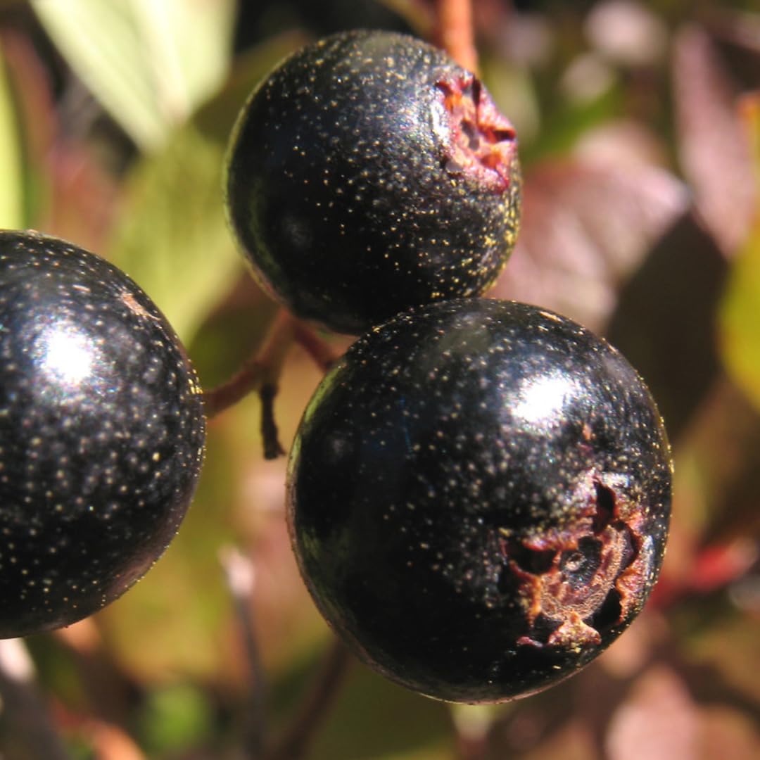 DRUKNS Pack 3 Huckleberry Plants Live, Black Huckleberries Edible Fruit Trees Shrub Bush for Planting, Zones 3 to 7