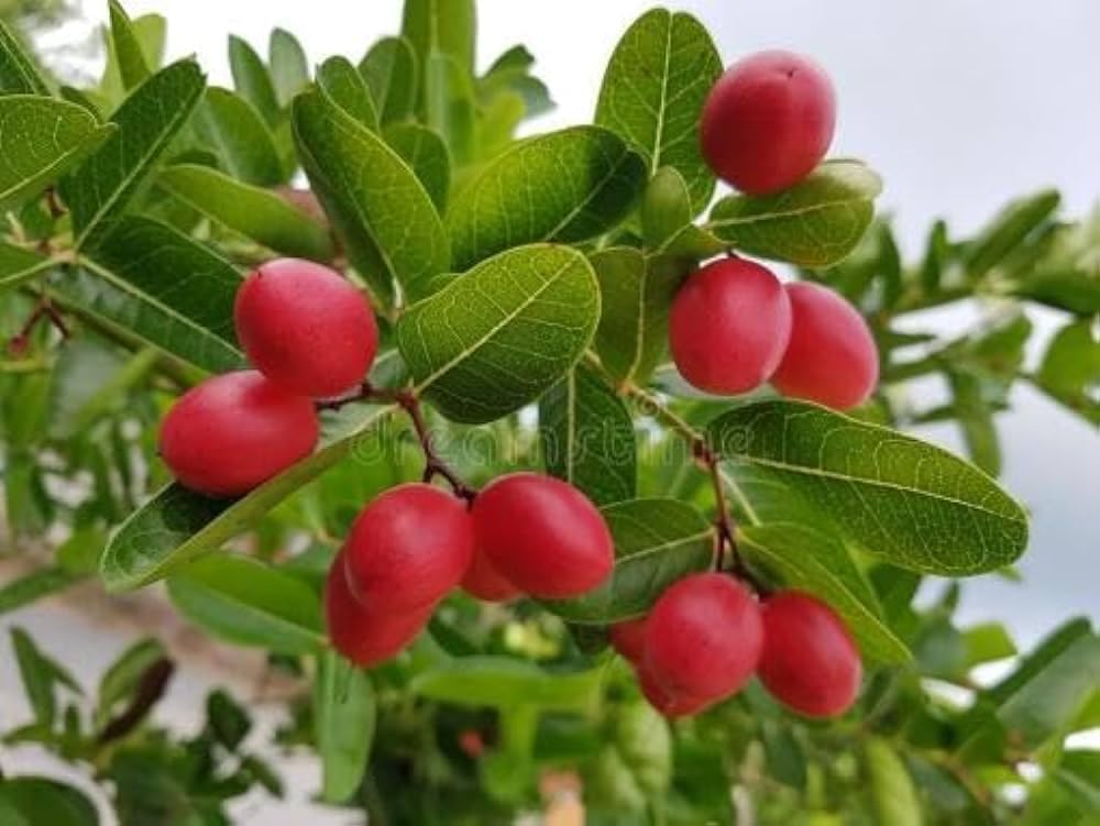 Goji Berry and Black Currant Live Plants Pack, 1 Each, Healthy Trees (B0D41FG4Q8) Amazon Price History, Amazon Price Tracker