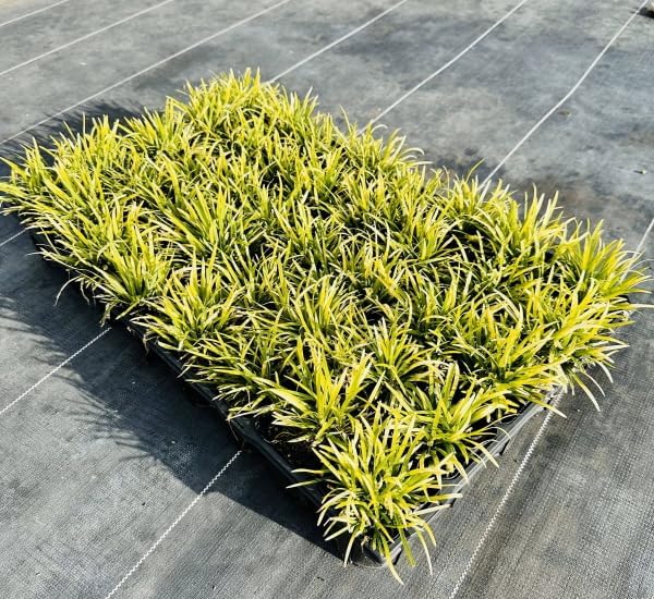 Y*e様 【トップカット/小葉/安心の発根済株/鉢込】 斑入り パンダ